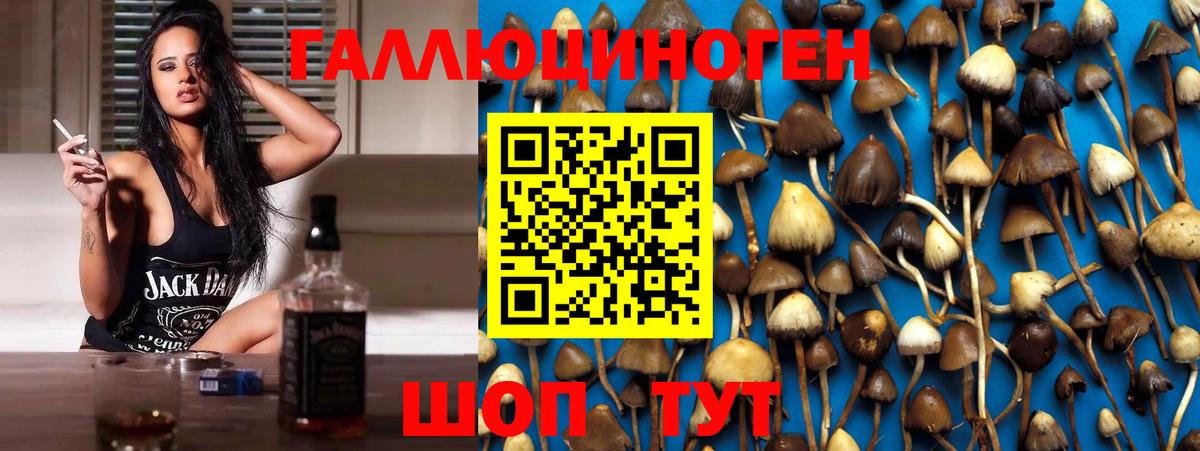 Псилоцибиновые грибы Psilocybe Чита