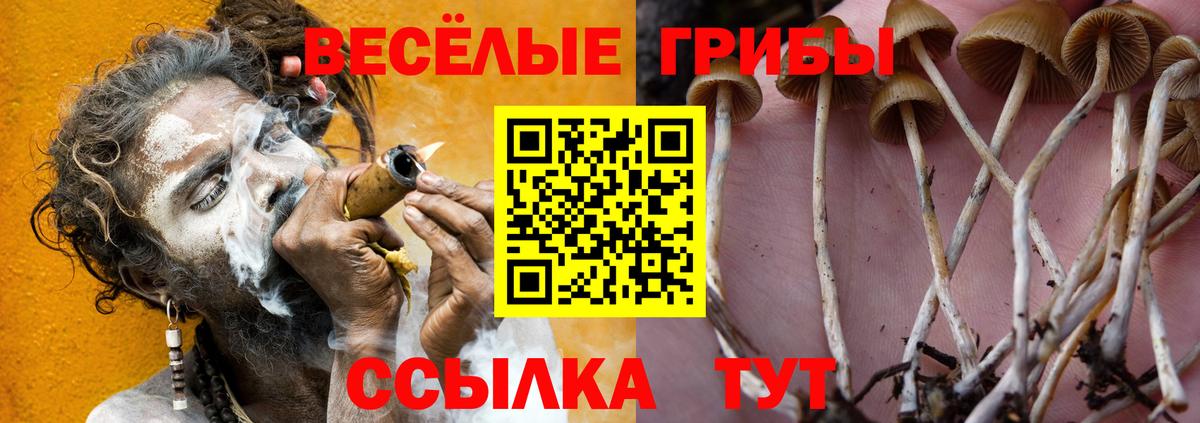Чита  Псилоцибиновые грибы Psilocybe  Вход с VPN 